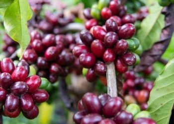 Café conilon: colheita no Espírito Santo avança e já atinge 90% da safra