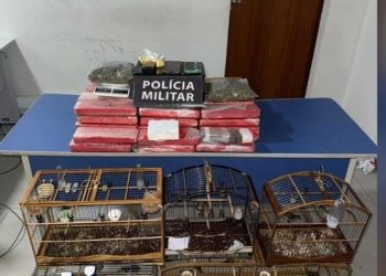 Prisão em São Mateus: Operação da PM apreende 43 kg de maconha e aves silvestres