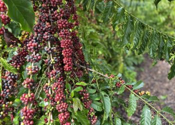 Jaguaré tem 15 cafés especiais na final do Concurso de Qualidade do Café Conilon