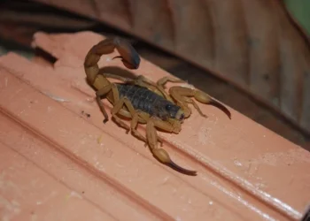 Criança é picada por escorpião em creche de Ibiraçu