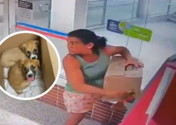 Mulher é Presa em Cariacica por Abandonar Quatro Filhotes na Frente de Supermercado